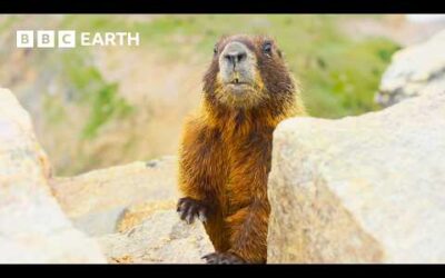 🔴 LIVE: The Incredible Wildlife of Hidden Forests | BBC Earth