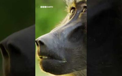 20 years of Planet Earth. The series that changed the way we see the world 🌎 💚 #DavidAttenborough