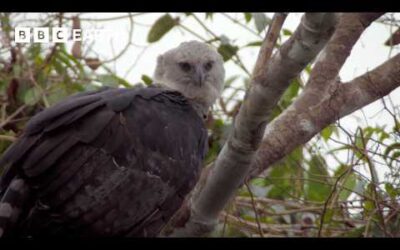 The Most Powerful Eagle in the World | BBC Earth