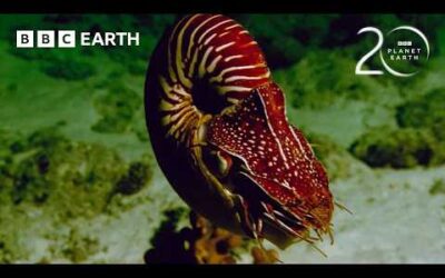 The Extraordinary Adaptations of a 500-Million-Year-Old Species | BBC Earth