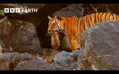 1 Hour of Animal Family Moments | BBC Earth