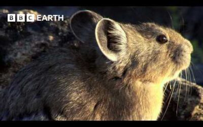 1 Hour of Yellowstone Wildlife Moments | BBC Earth