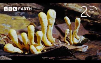 Parasitic Cordyceps Take Over Insect’s Body | 20 Years of Planet Earth | BBC Earth