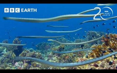 Highly Venomous Sea Snakes Hunt in Huge Group | 20 Years of Planet Earth | BBC Earth