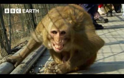 30 Minutes of Mischievous Monkeys Causing Mayhem | BBC Earth