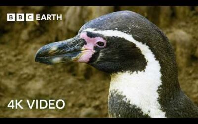 The World of Birds in Stunning 4K | 4K UHD | BBC Earth