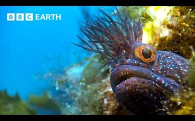 Incredible Natural World Wonders – Narrated by Sir David Attenborough | BBC Earth