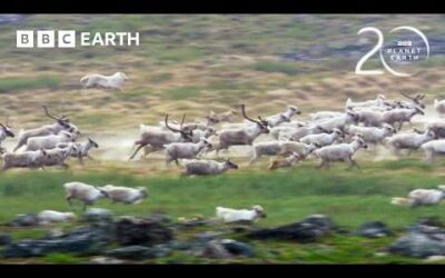 Starving Wolf Hunts Caribou | 20 Years of Planet Earth | BBC Earth