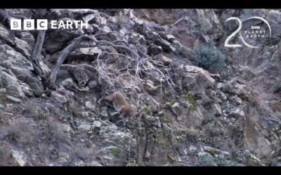 How Snow Leopards Survive on the Roof of the World | BBC Earth
