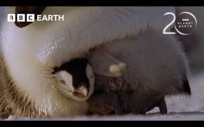 The Challenges Of Raising Penguin Chicks | 20 Years of Planet Earth | BBC Earth
