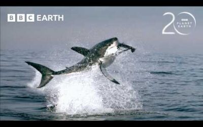 Great Whites Hunt Cape Fur Seals | 20 Years of Planet Earth | BBC Earth