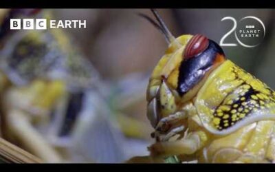 Nature’s Incredibly Adapted Animals | 20 Years of Planet Earth | BBC Earth