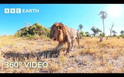 An Unfiltered Immersive Journey Through the Okavango Delta | 360º 4K Video | BBC Earth