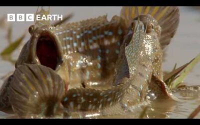 The Amazing Wildlife of India: The Ganges & Beyond | BBC Earth