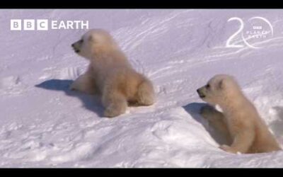 Polar Bear Cubs Take First Steps | 20 Years of Planet Earth | BBC Earth