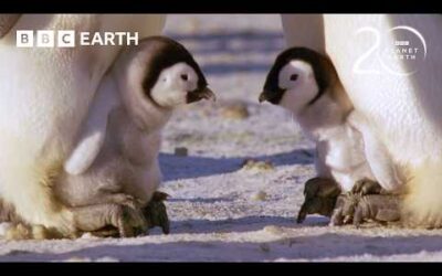 30 Minutes of Fascinating Planet Earth Moments | 20 Years of Planet Earth | BBC Earth