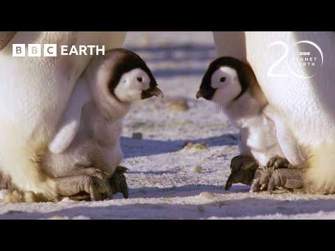 30 Minutes of Fascinating Planet Earth Moments | 20 Years of Planet Earth | BBC Earth