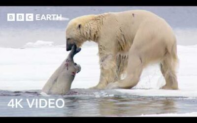 Nature’s Most Impressive Predators | BBC Earth