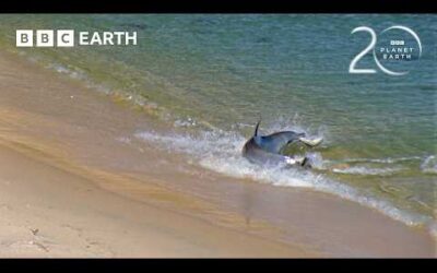The Unique Trick Dolphins Use to Hunt | 20 Years of Planet Earth | BBC Earth