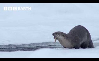 A Glimpse Into The Lives Of Otters | BBC Earth