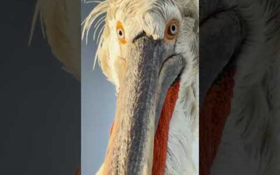 When you zoom in a little too much 👀 #DalmatianPelican #FreshwaterBird #BirdPhotography #Shorts