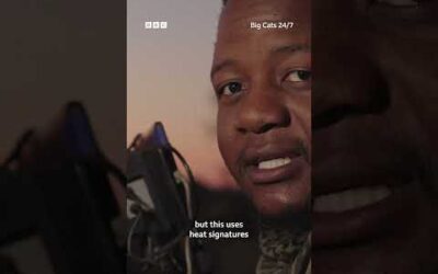 Night-time filming in the Okavango Delta 🐆 #BigCats247 #BigCats #Lions #Cheetahs #Leopards #Shorts