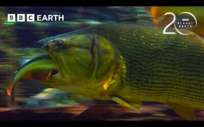 Piranhas Strip a Fish to the Bone | 20 Years of Planet Earth | BBC Earth