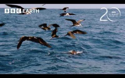 The Deadly Fish That Changes Colour to Hunt | 20 Years of Planet Earth | BBC Earth