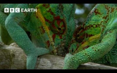 Madagascar’s Most Amazing Wildlife | BBC Earth