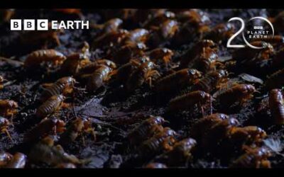 The Biggest Insect Emergence on the Planet | 20 Years of Planet Earth | BBC Earth