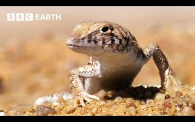 A Journey Through the World’s Deserts | BBC Earth
