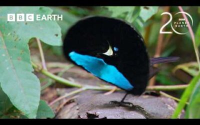 Extraordinary Bird of Paradise Courtship Dance | 20 Years of Planet Earth | BBC Earth