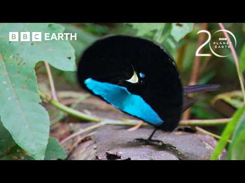 Extraordinary Bird of Paradise Courtship Dance | 20 Years of Planet Earth | BBC Earth
