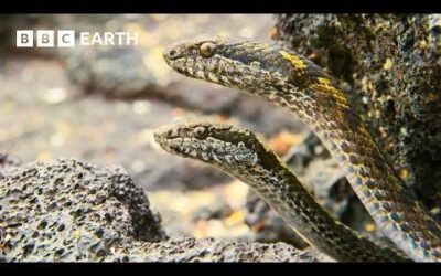 Nature’s Most Stunning Moments – Narrated by David Attenborough | BBC Earth