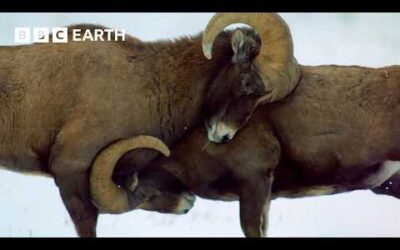 Rare Wildlife Encounters From the Wild | BBC Earth