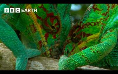 Chameleons Battle for Treetop Territory | BBC Earth