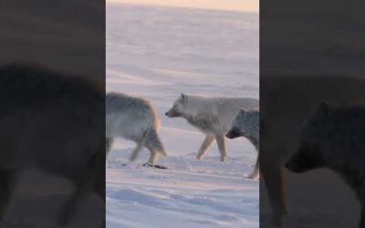 How does this chilly stand off end? #HostilePlanet
