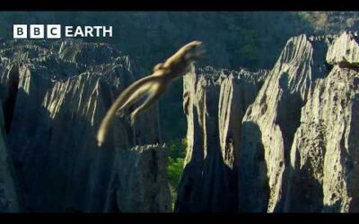 Lemurs Make Rock Climbing Look Easy | BBC Earth