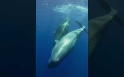 Time sure flies when you’re diving with whales 🤯  #OceanXplorers #diving