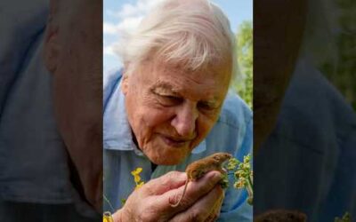 A message from Sir David Attenborough on the eve of his 100th birthday 💌 #DavidAttenborough100