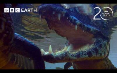 Caiman Lingers Waiting for a Meal | 20 Years of Planet Earth | BBC Earth