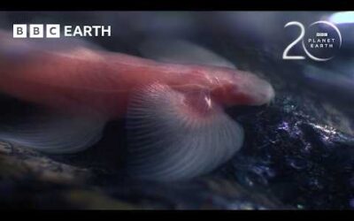 The Strange World of Troglobites | 20 Years of Planet Earth | BBC Earth