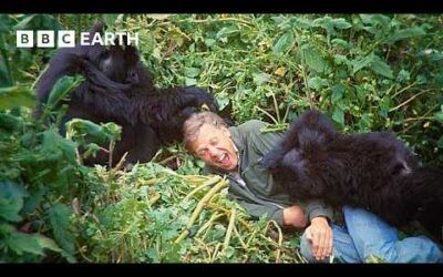 Attenborough’s Extraordinary Gorilla Encounter | Making Life on Earth | BBC Earth