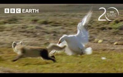 Arctic Fox vs Snow Geese | 20 Years of Planet Earth | BBC Earth