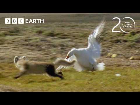 Arctic Fox vs Snow Geese | 20 Years of Planet Earth | BBC Earth