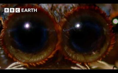 The Most Unique Creatures of our Hidden Forests | BBC Earth