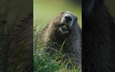 Meet the Olympic marmot, tiny but effective 📢 #NationalParksUSA