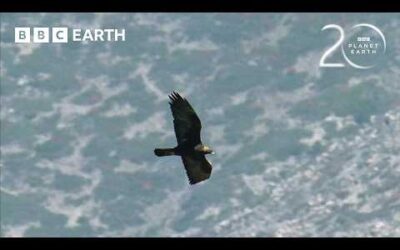 Golden Eagles vs Demoiselle Cranes | 20 Years of Planet Earth | BBC Earth