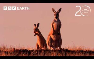 How Do Kangaroos Survive Extreme Heat? | 20 Years of Planet Earth | BBC Earth
