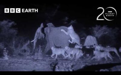 Young Elephant vs 30 Lions | 20 Years of Planet Earth | BBC Earth